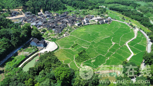 古厝新生 稻香四溢