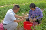 “金溪白”小花生撬动赤溪乡村振兴大产业