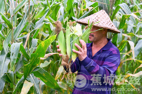 乡村振兴正当时|金涵后溪村玉米采收忙