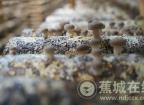 蕉城头茬香菇抢“鲜”出棚→