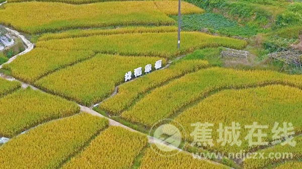 远山含黛田铺金 虎贝高山秋收图景入画来