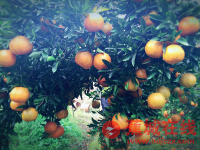 九都洋岸坂的芦柑甜的刚刚好,这个冬天让我们